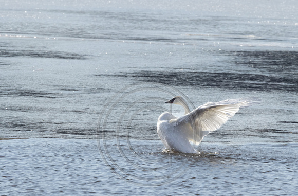 Swans0302-8